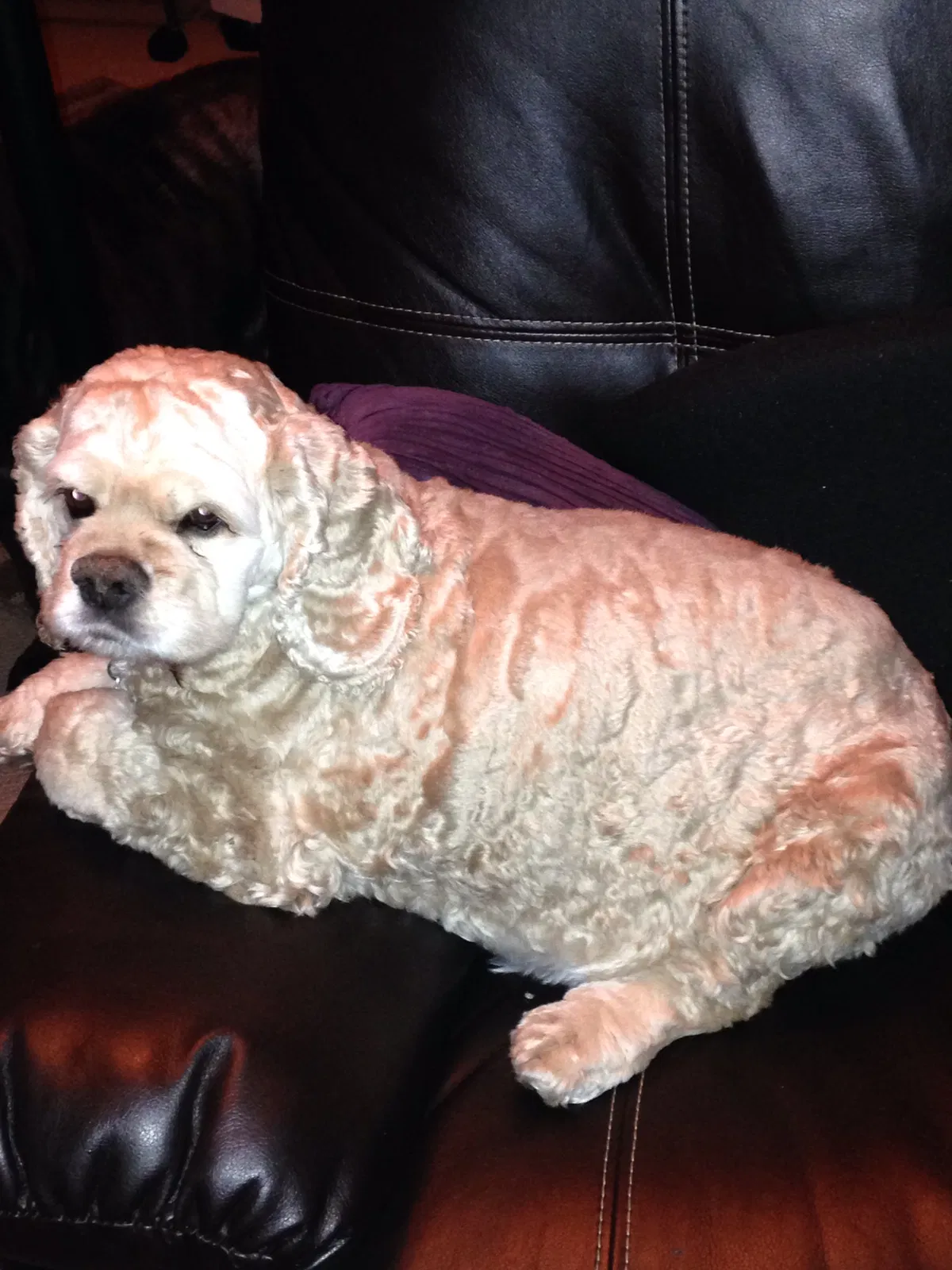 Lost dog in Auburn, WA, 98001