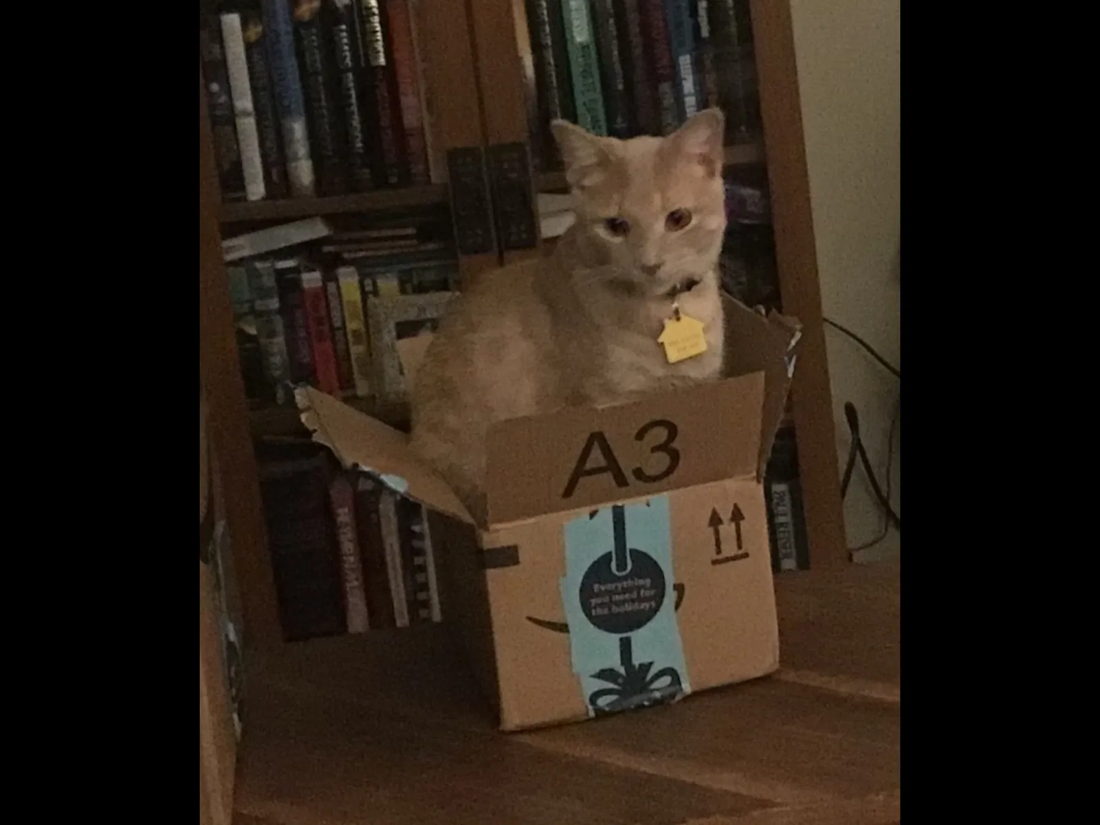 Lost cat in Spring, TX, 77388