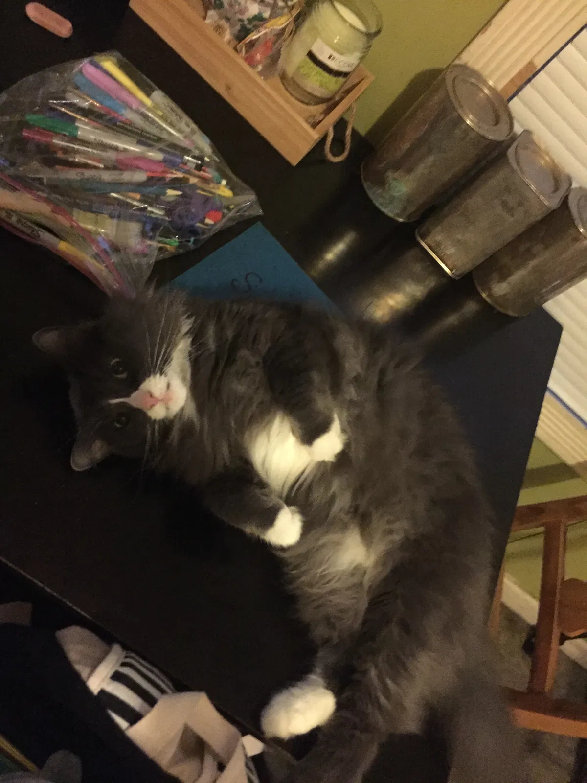 Lost cat in Columbus, OH, 43202