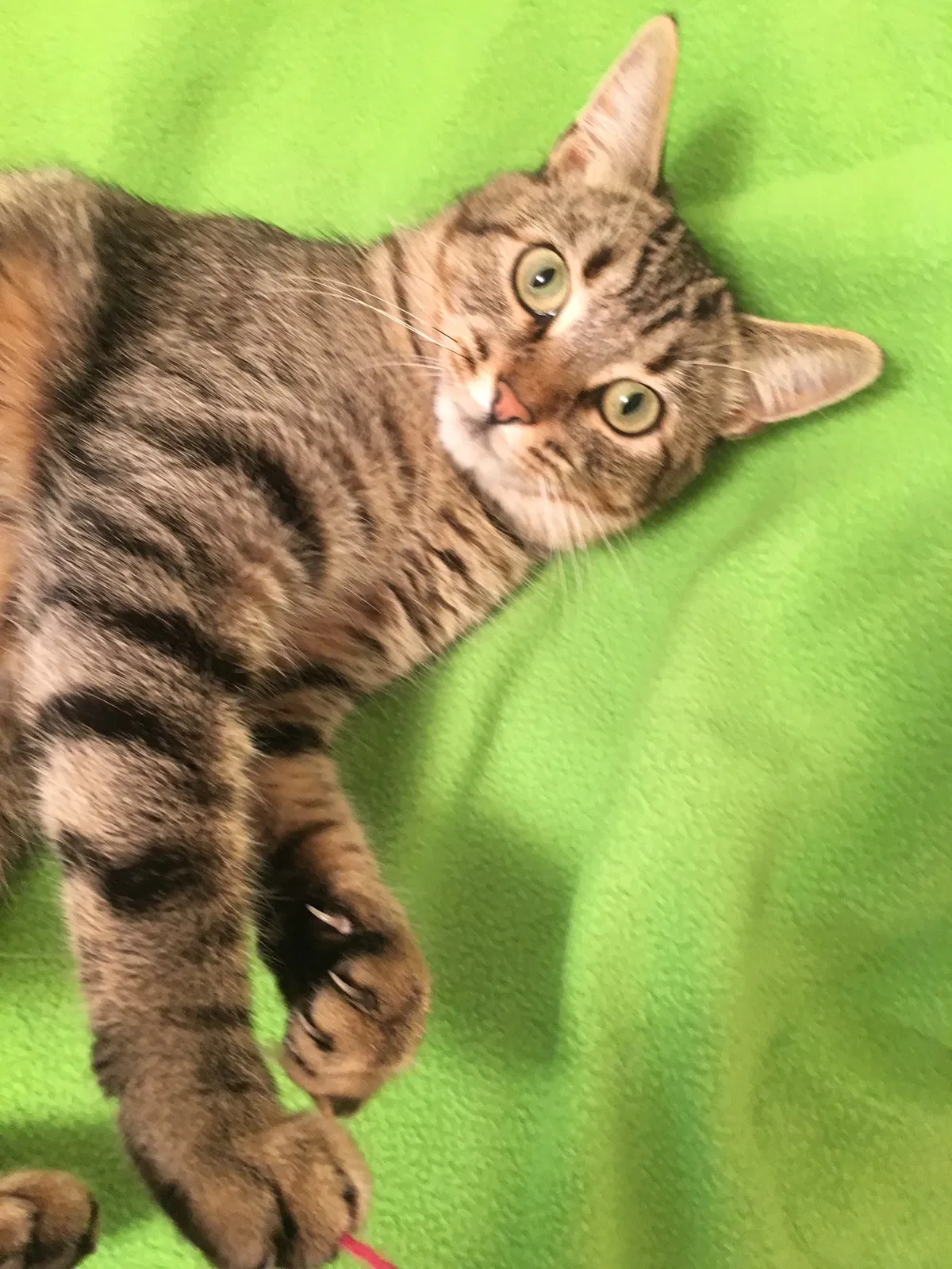 Lost cat in Villa Park, CA, 92861
