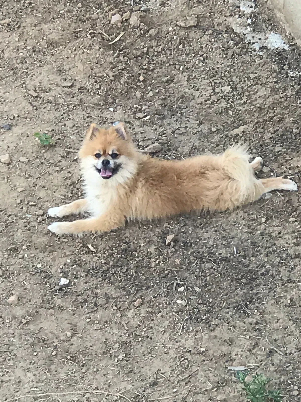 Lost dog in Lake Elsinore, CA, 92530