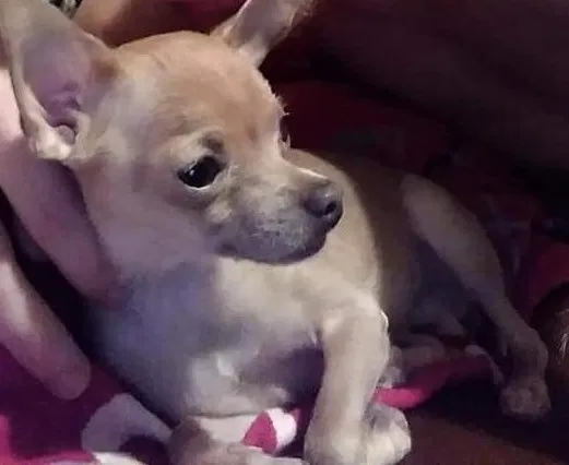 Lost dog in Berkeley Springs, WV, 25411