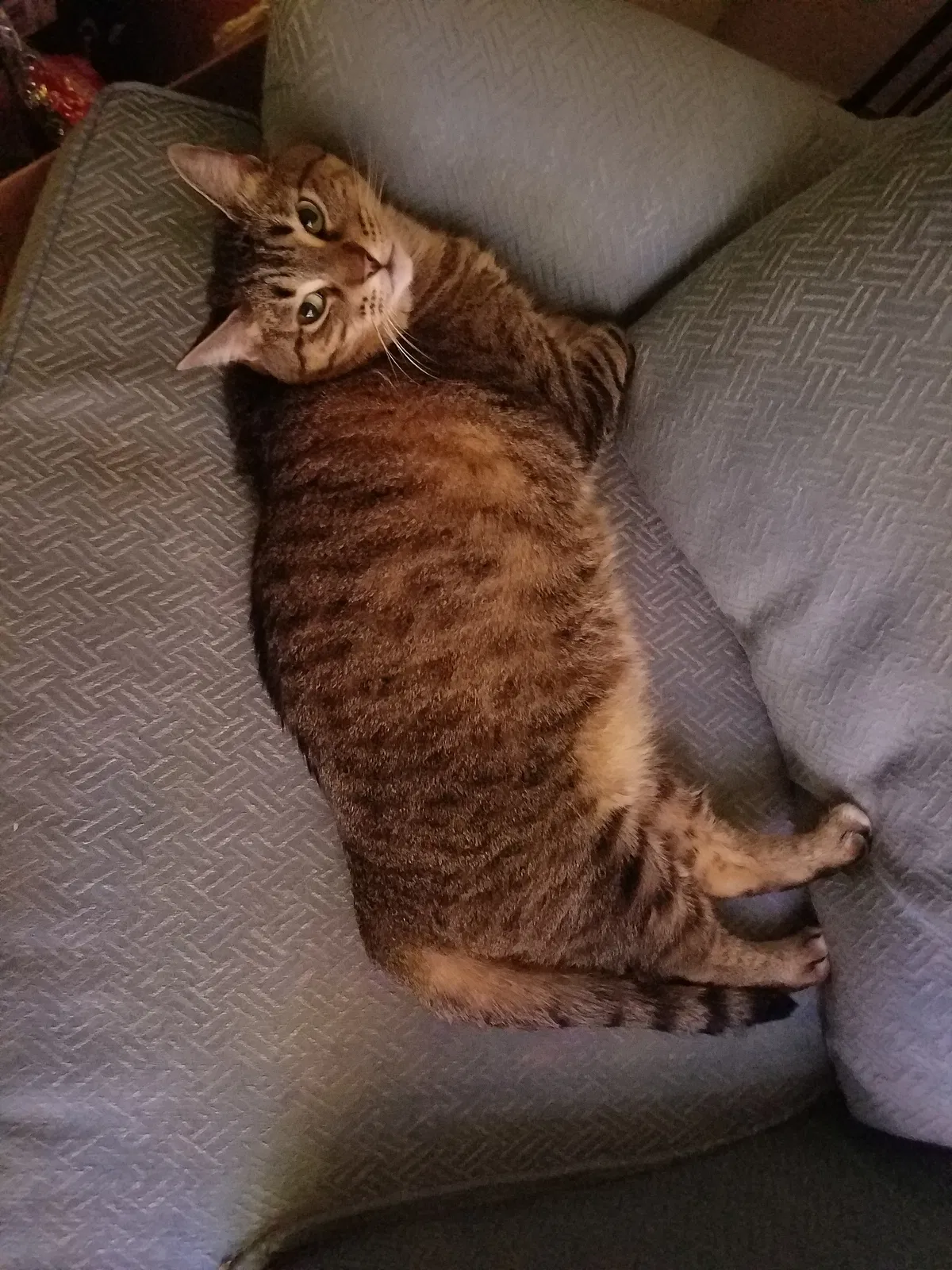 Lost cat in Pendleton, OR, 97801