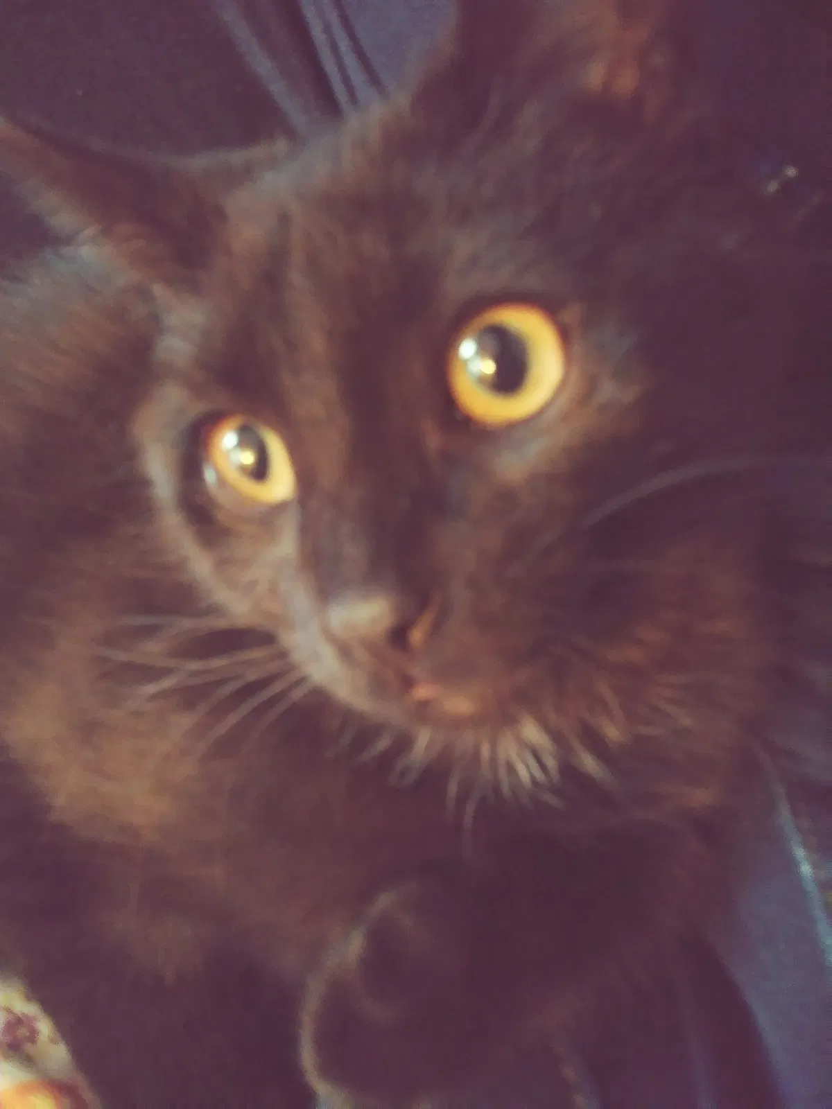 Lost cat in Spring Lake, MI, 49456