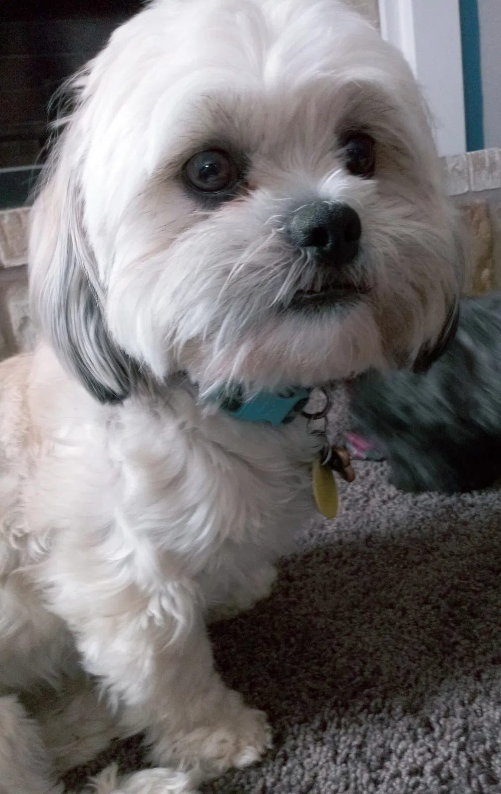 Lost dog in Killeen, TX, 76549