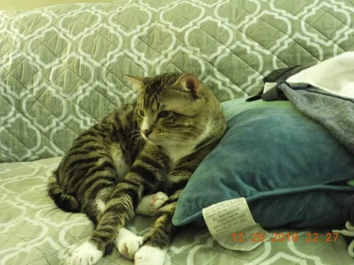 Lost cat in La Vergne, TN, 37086