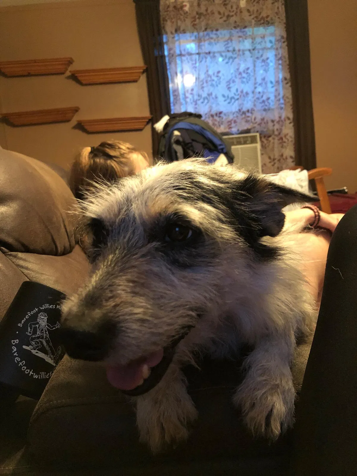 Lost dog in Porter, TX, 77365