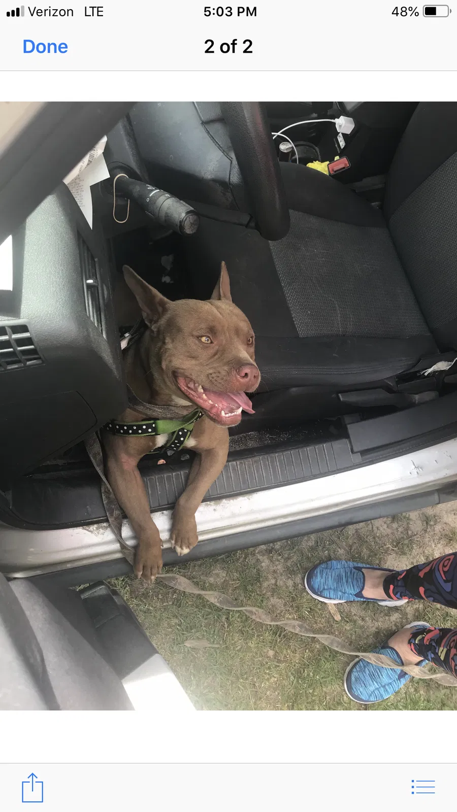 Lost dog in Hopkins, SC, 29061