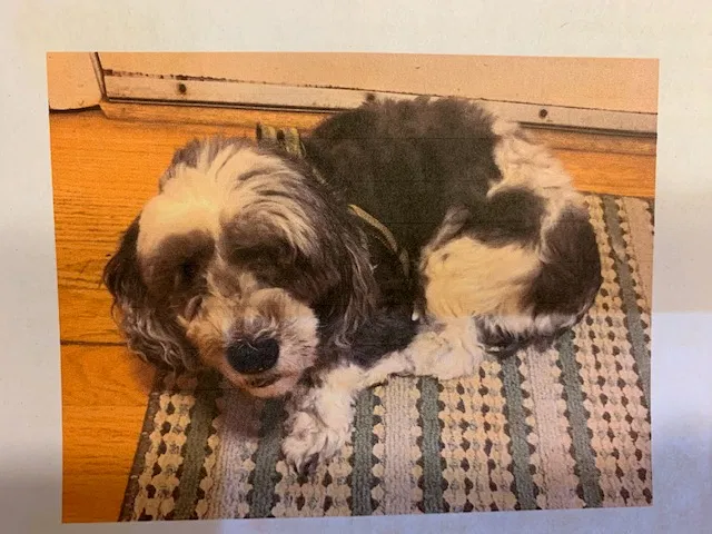 Lost dog in Pinckney, MI, 48169