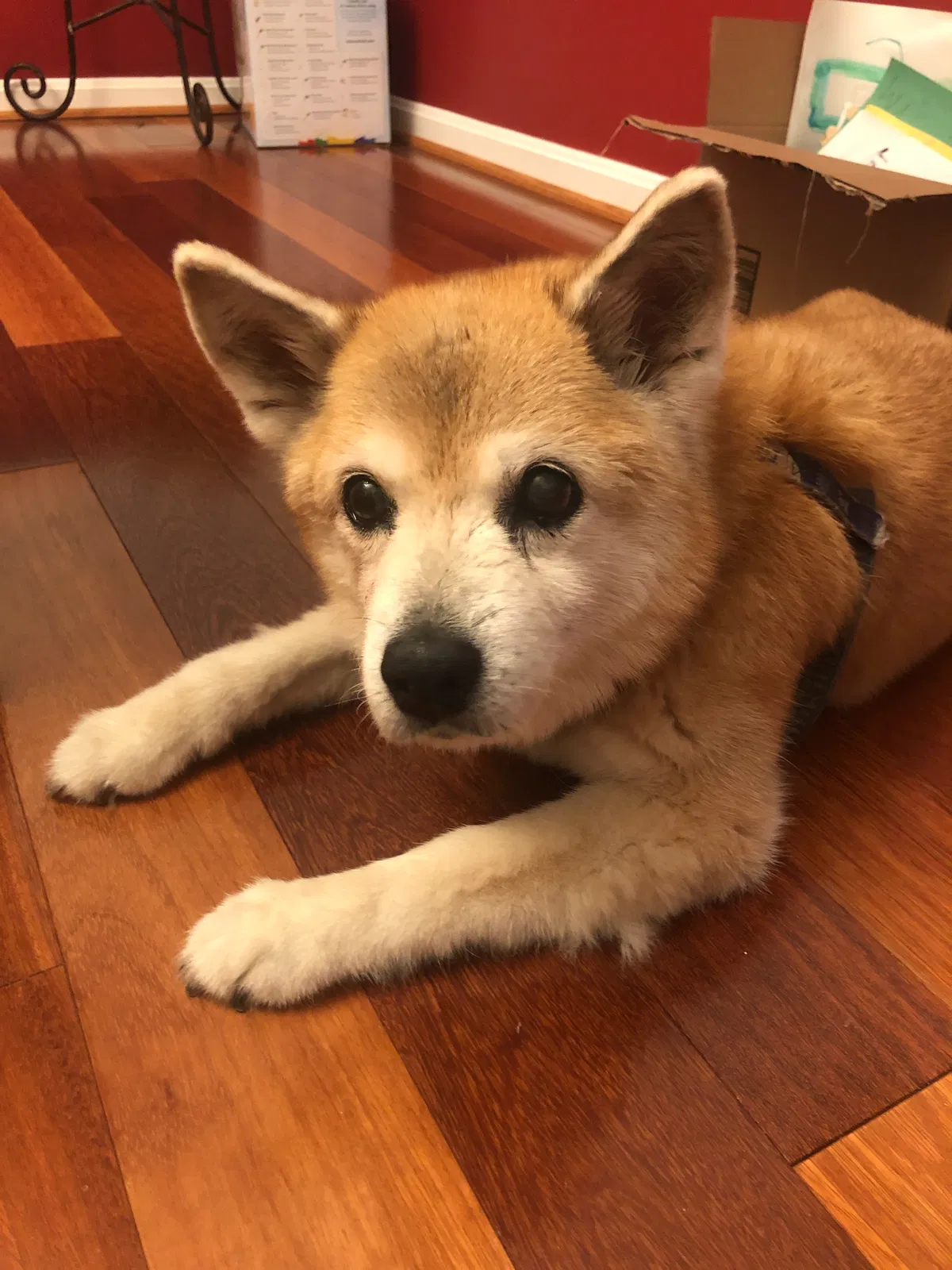 Lost dog in Sterling, VA, 20165