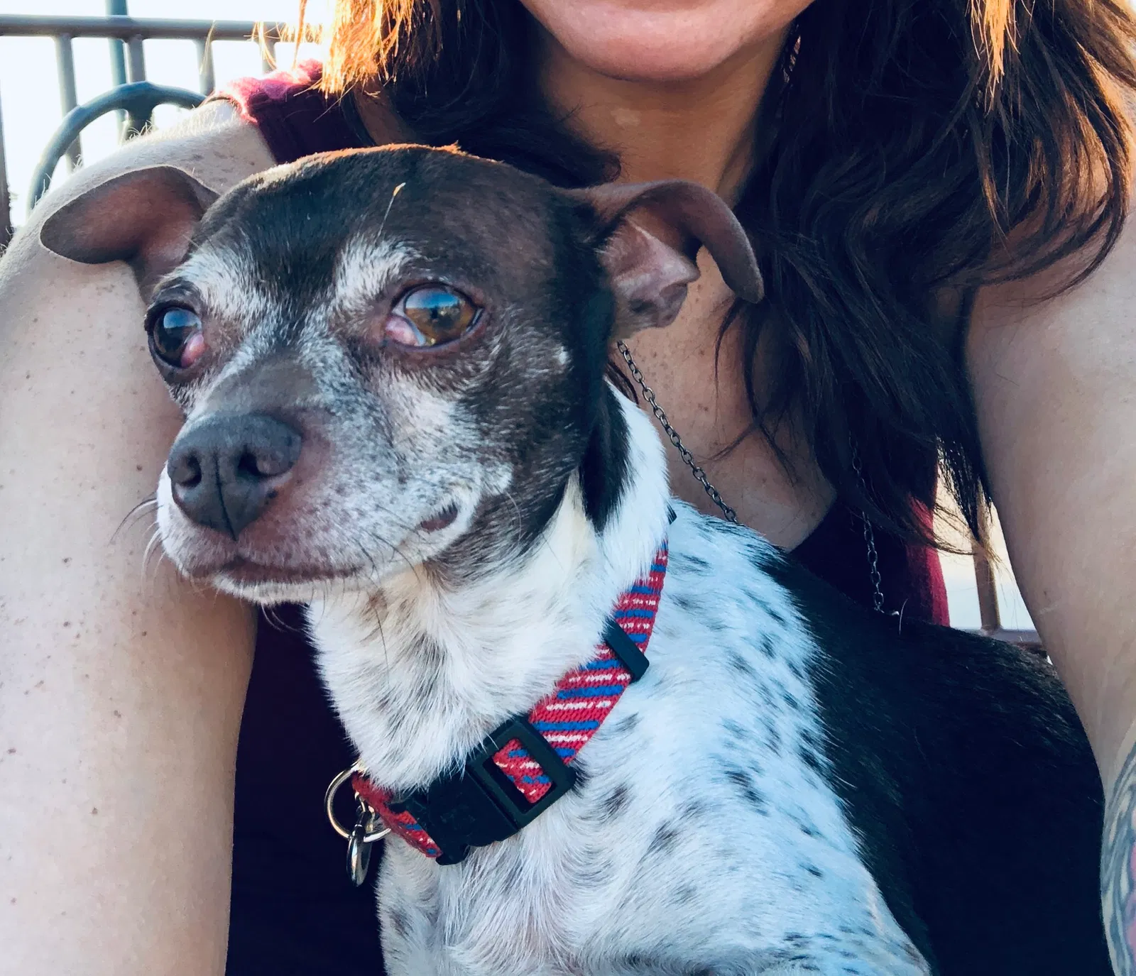 Lost dog in Denver, CO, 80219