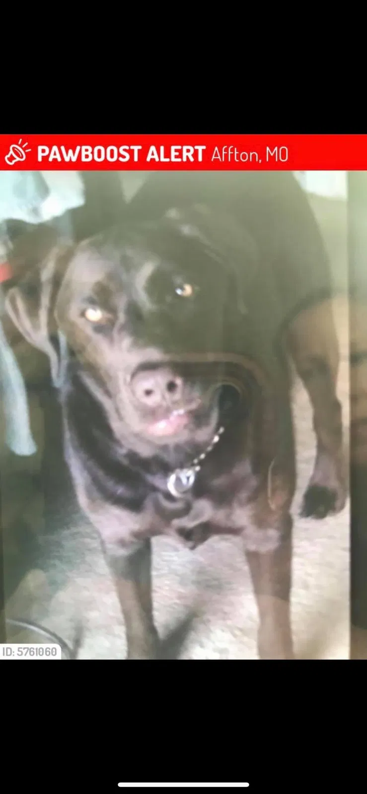 Lost dog in Saint Louis, MO, 63123