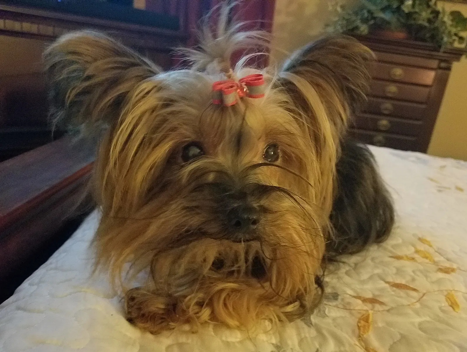 Lost dog in North Richland Hills, TX, 76182