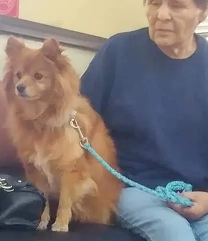 Lost dog in West Sacramento, CA, 95691