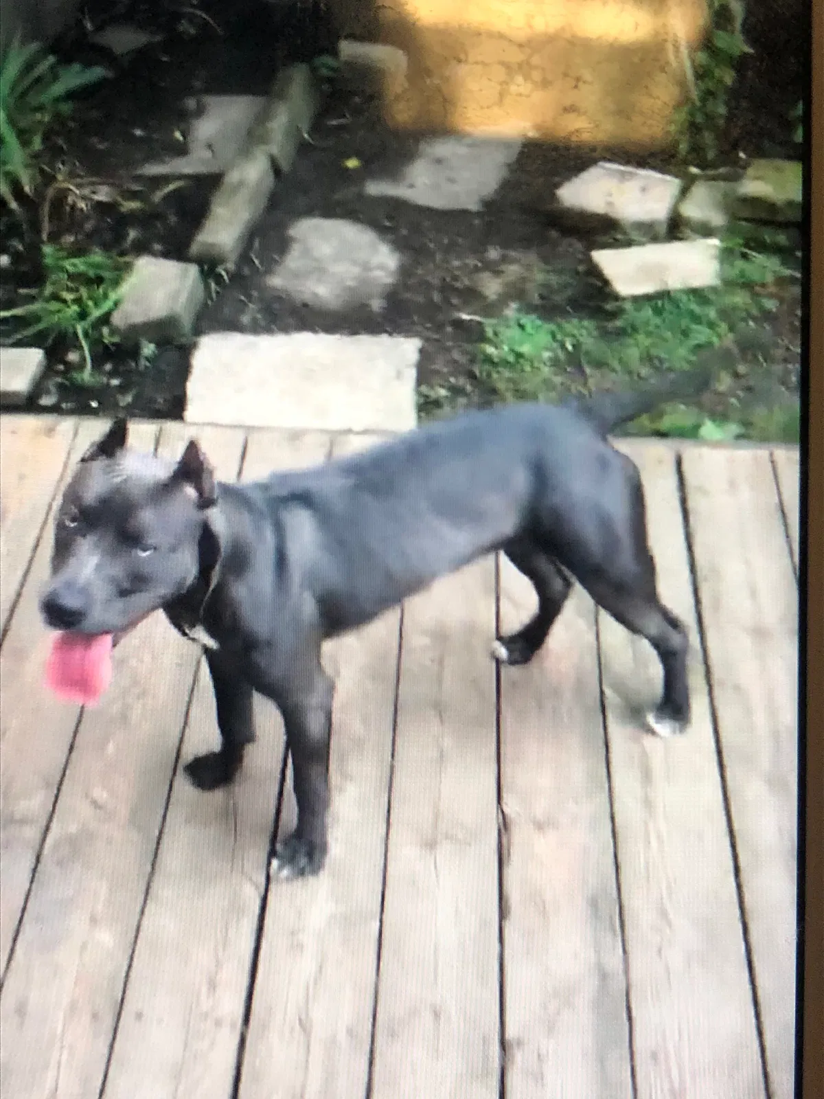 Lost dog in Homewood, IL, 60430