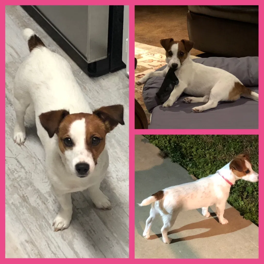 Lost dog in Brenham, TX, 77833