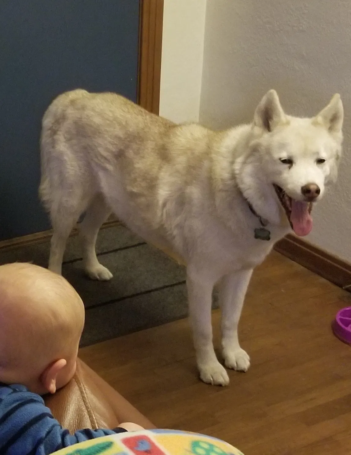 Lost dog in Colorado Springs, CO, 80909