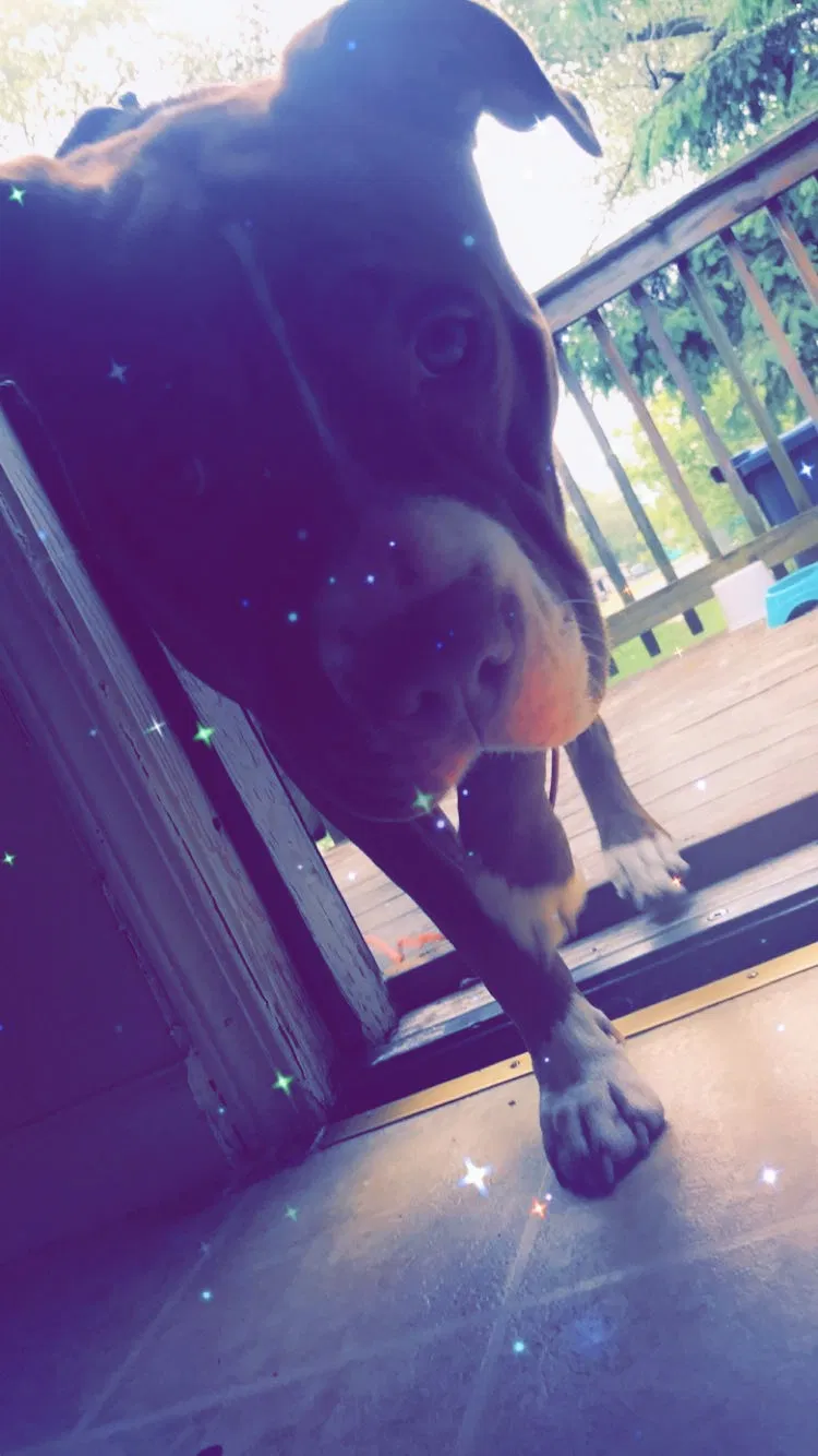 Lost dog in Gary, IN, 46403