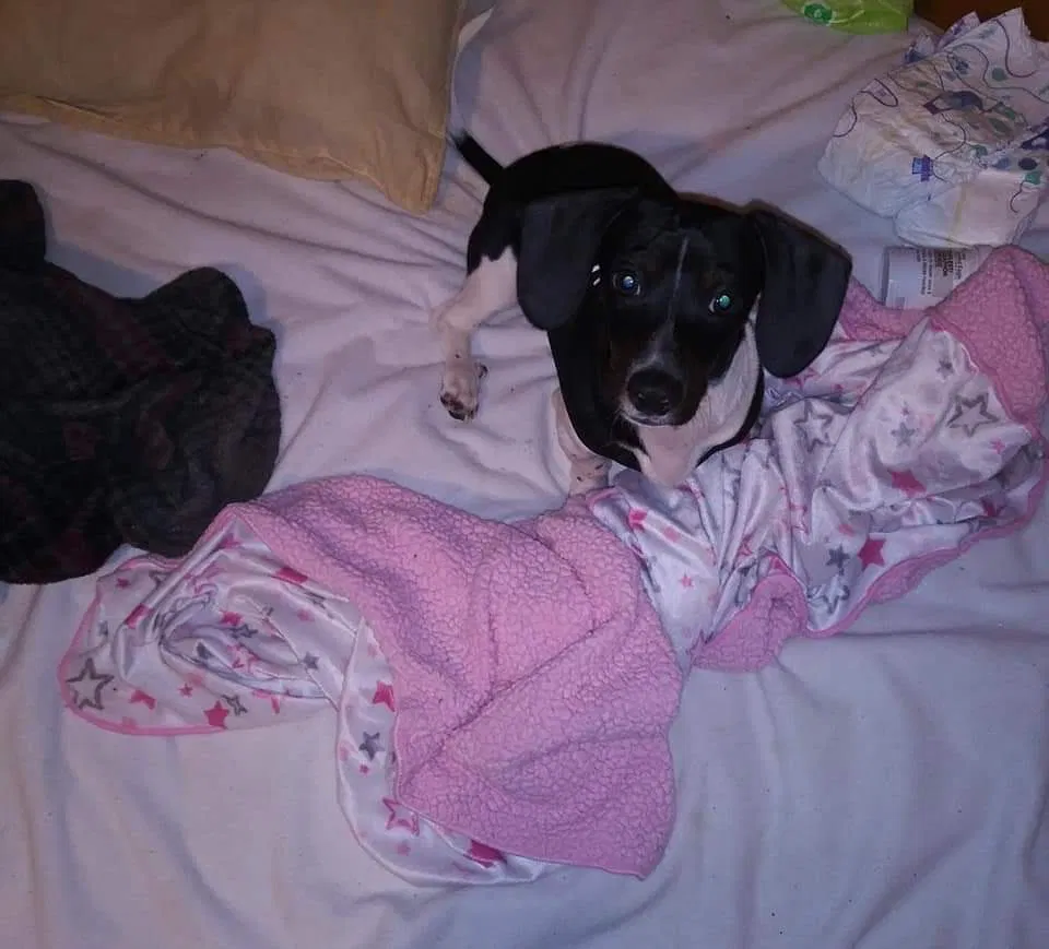 Missing Dog