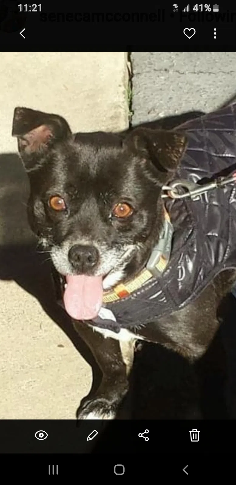 Lost dog in Inman, SC, 29349