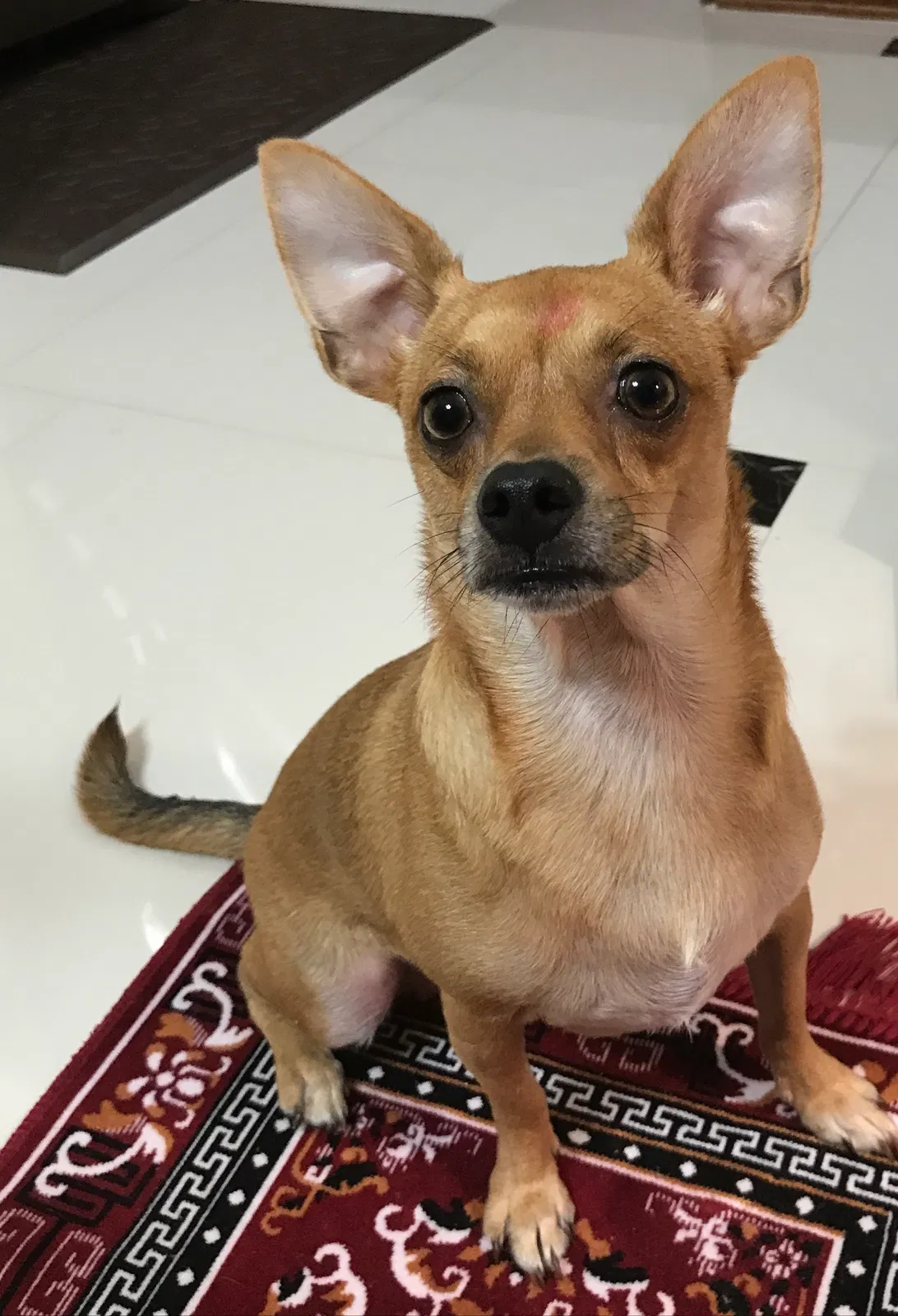 Lost dog in Orlando, FL, 32825