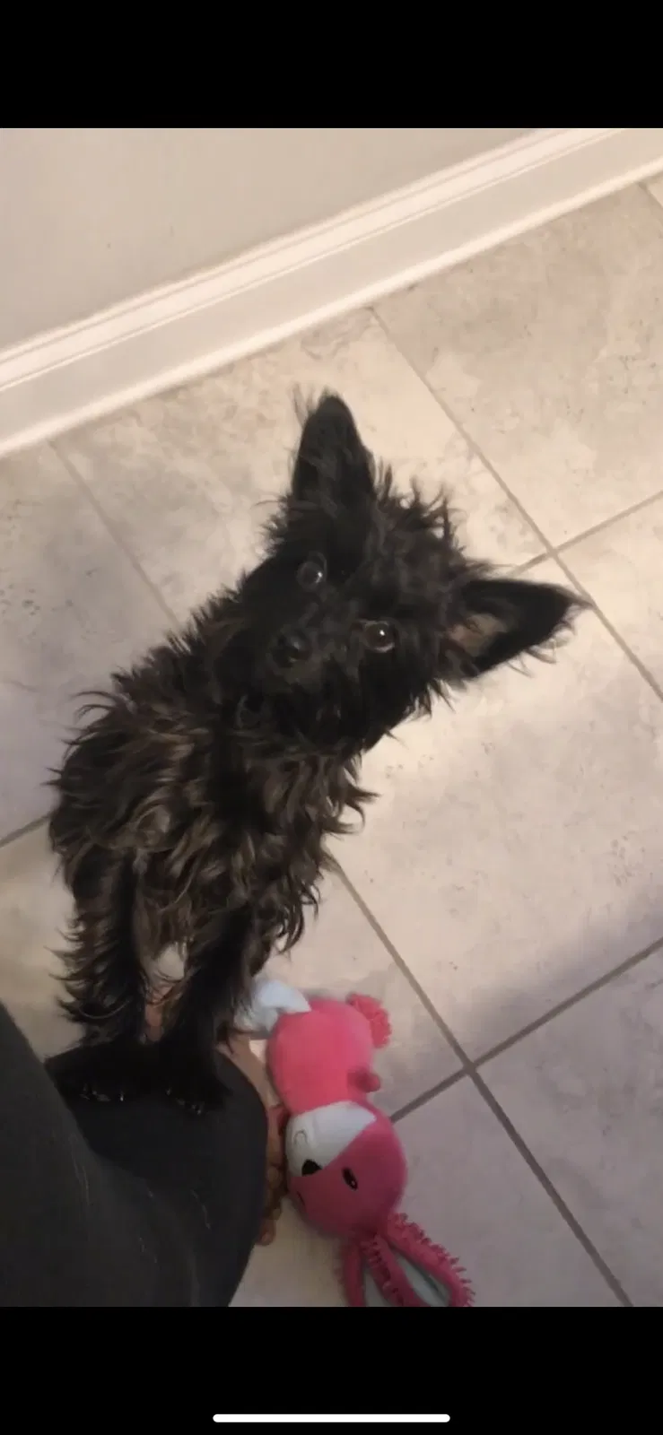 Lost dog in Blythewood, SC, 29016
