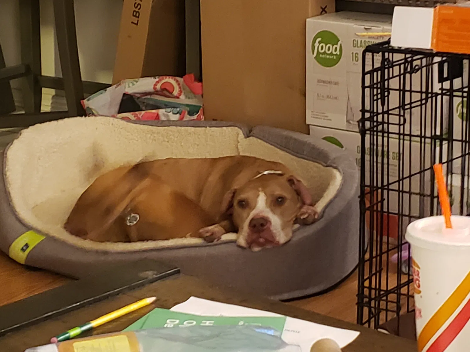 Lost dog in Colorado Springs, CO, 80910
