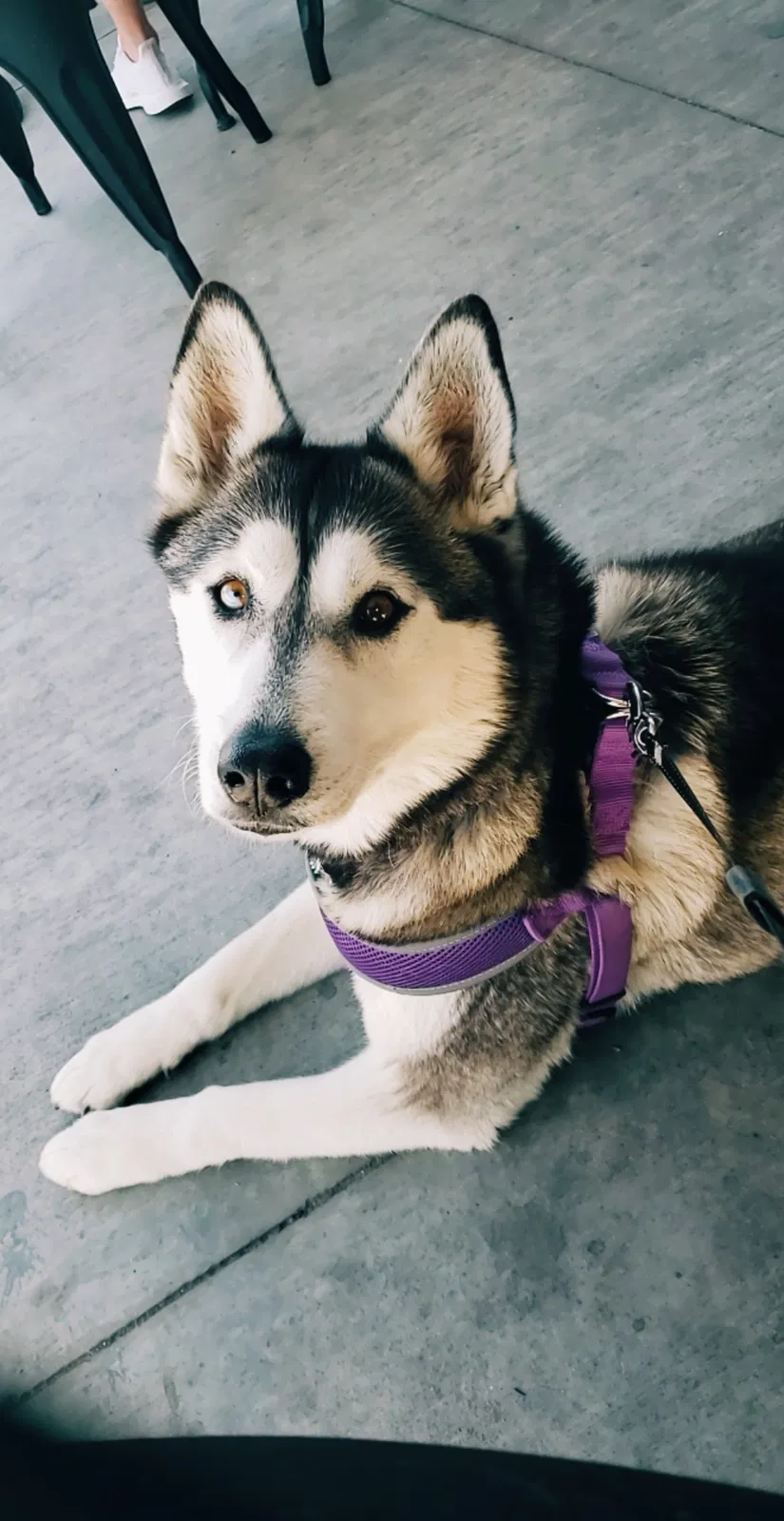 Lost dog in Nampa, ID, 83651