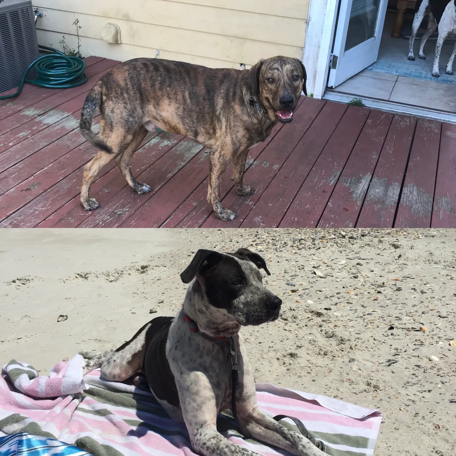 Lost dog in Jacksonville, FL, 32225