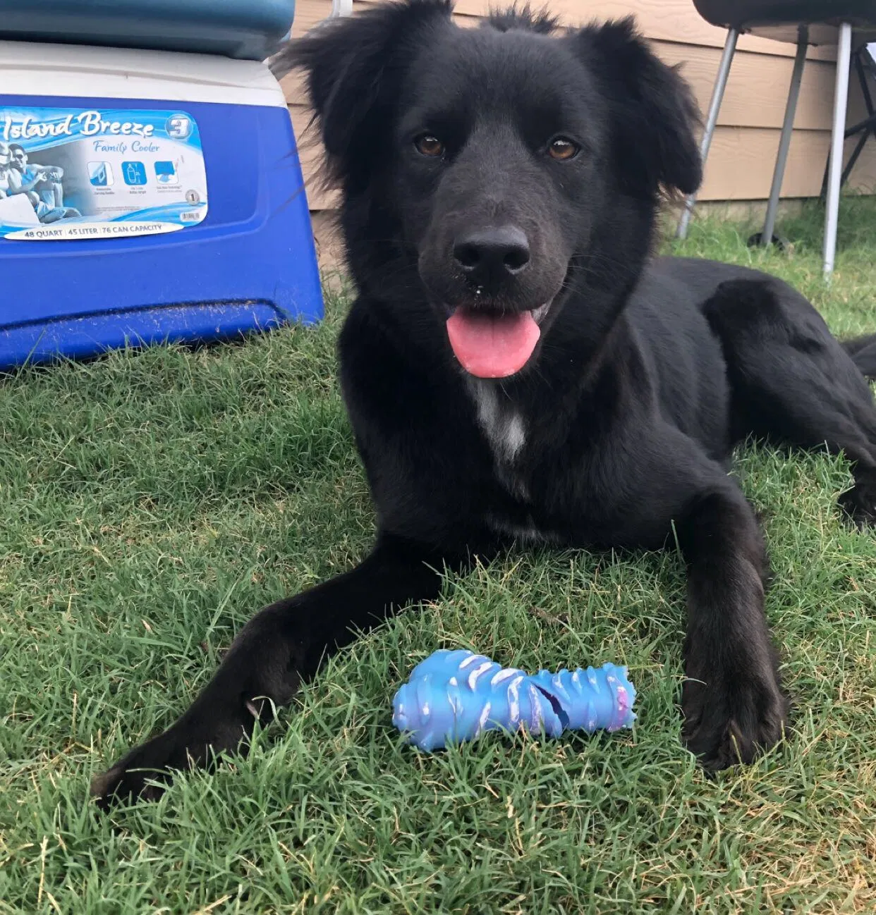 Lost dog in Kyle, TX, 78640