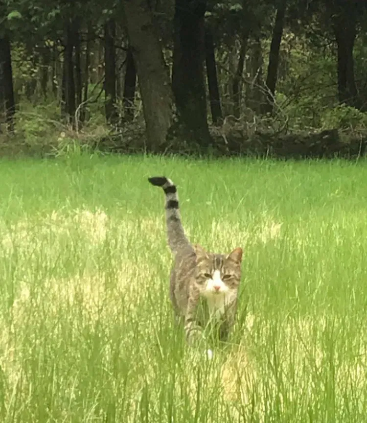 Lost cat in Poughkeepsie, NY, 12603