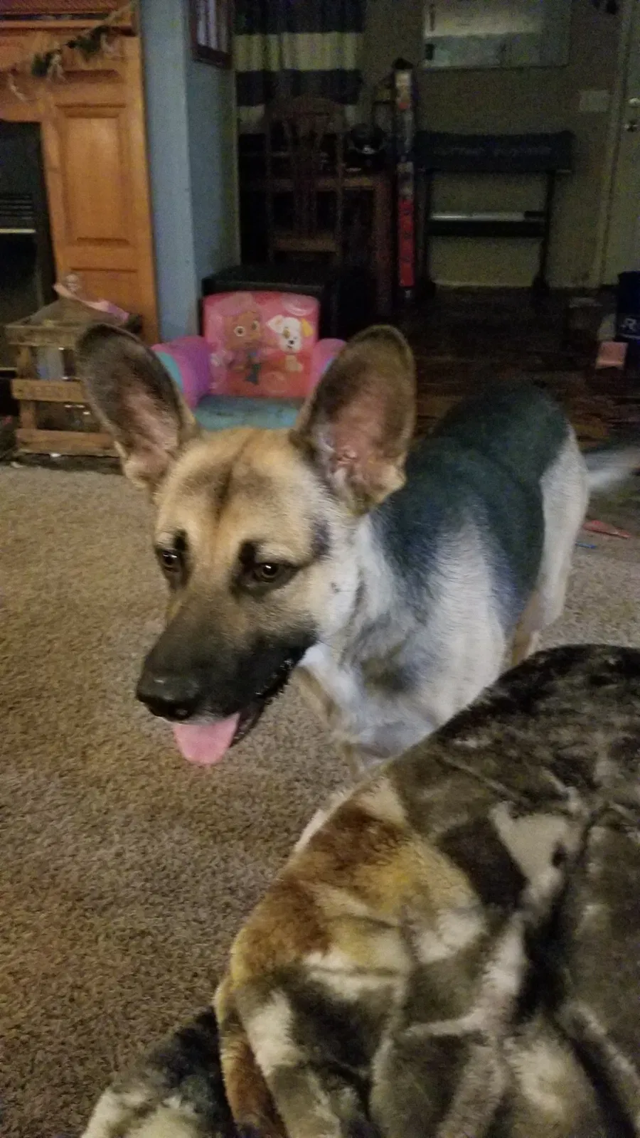 Lost dog in Lincolnton, NC, 28092