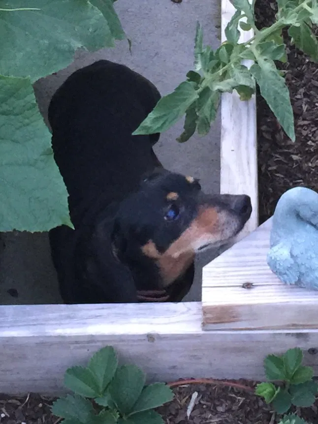 Lost dog in Johnson City, TN, 37604