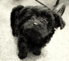 Lost dog in Deer Park, WA, 99006