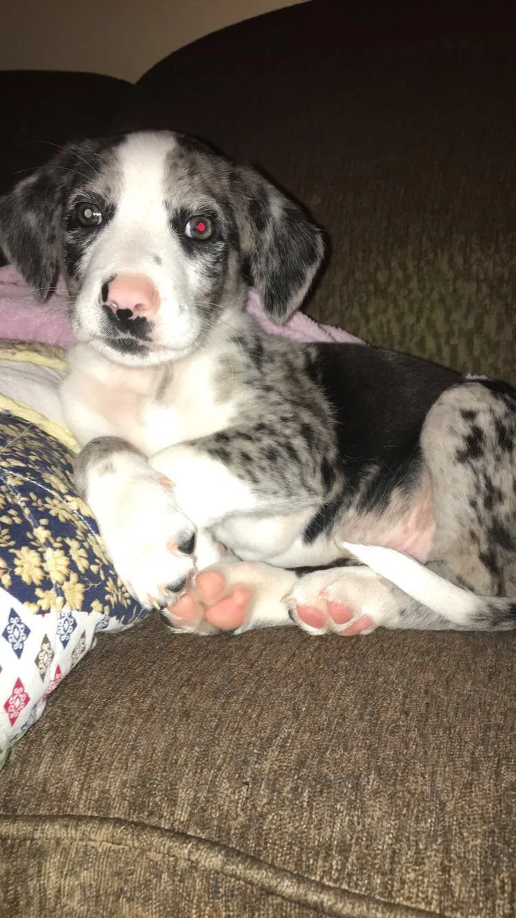 Lost dog in Bolivar, TN, 38008