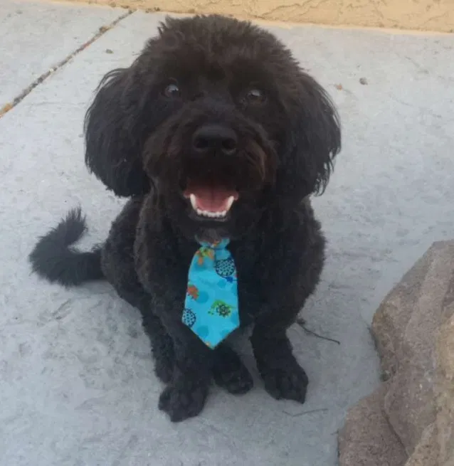Lost dog in Sylmar, CA, 91342