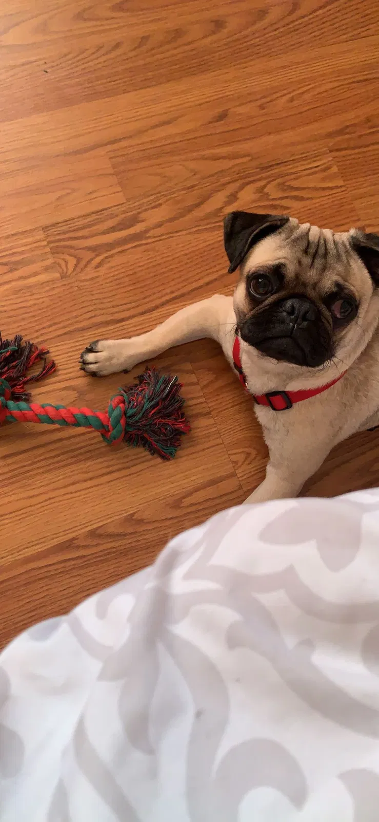 Lost dog in Greenville, SC, 29611