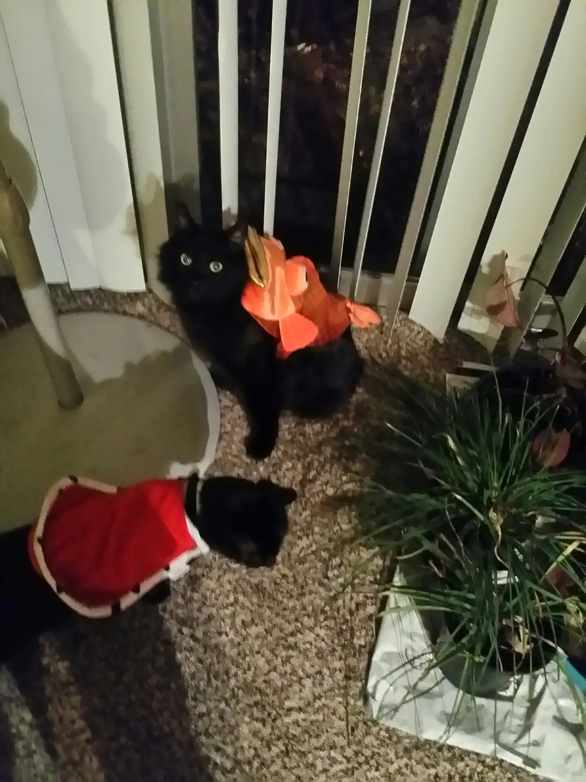 Lost cat in Overland Park, KS, 66207