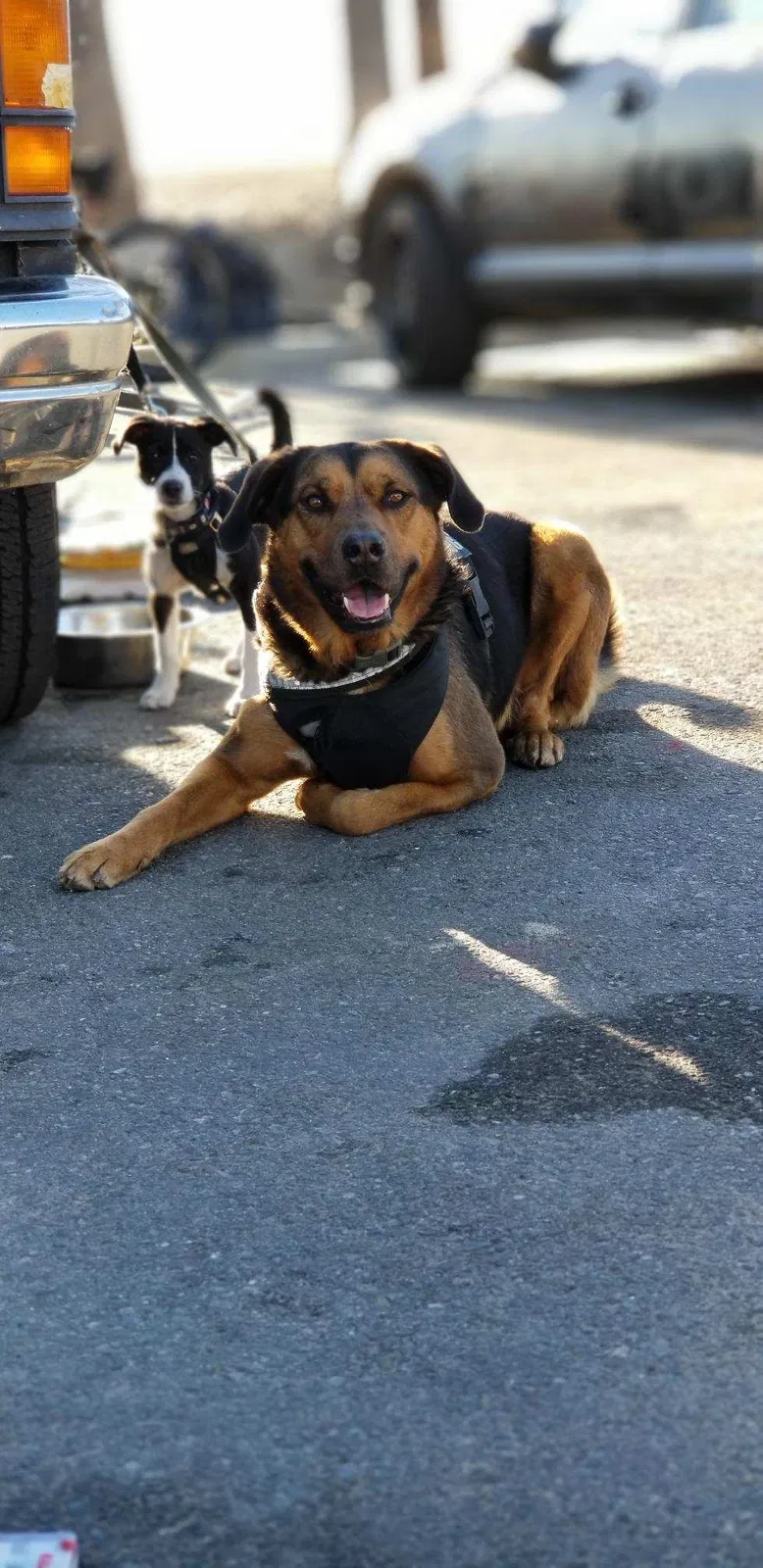 Lost dog in Venice, CA, 90291