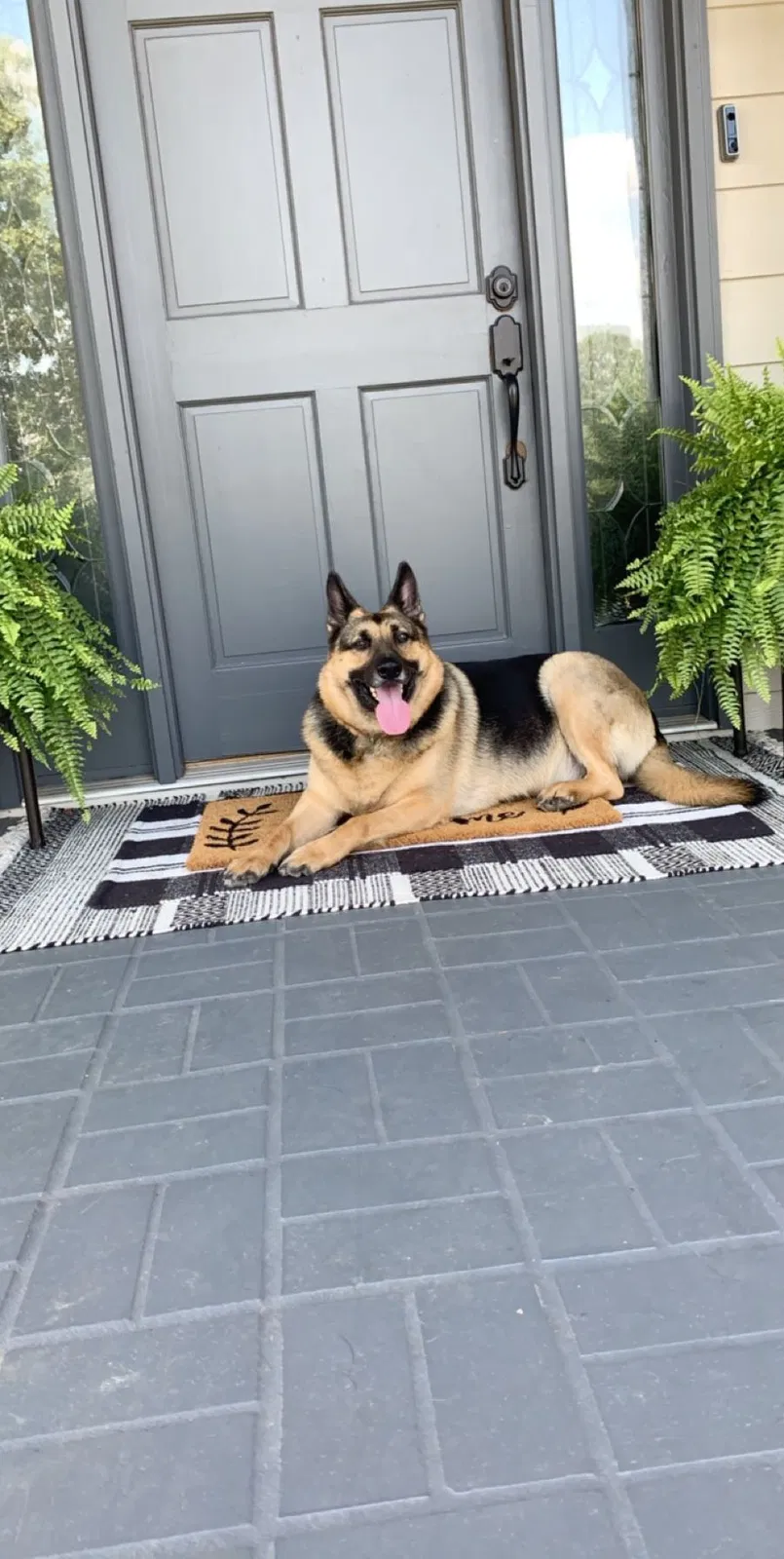 Lost dog in Bessemer, AL, 35022
