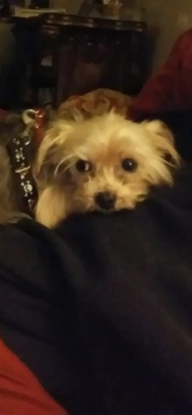 Lost dog in Lake Park, GA, 31636