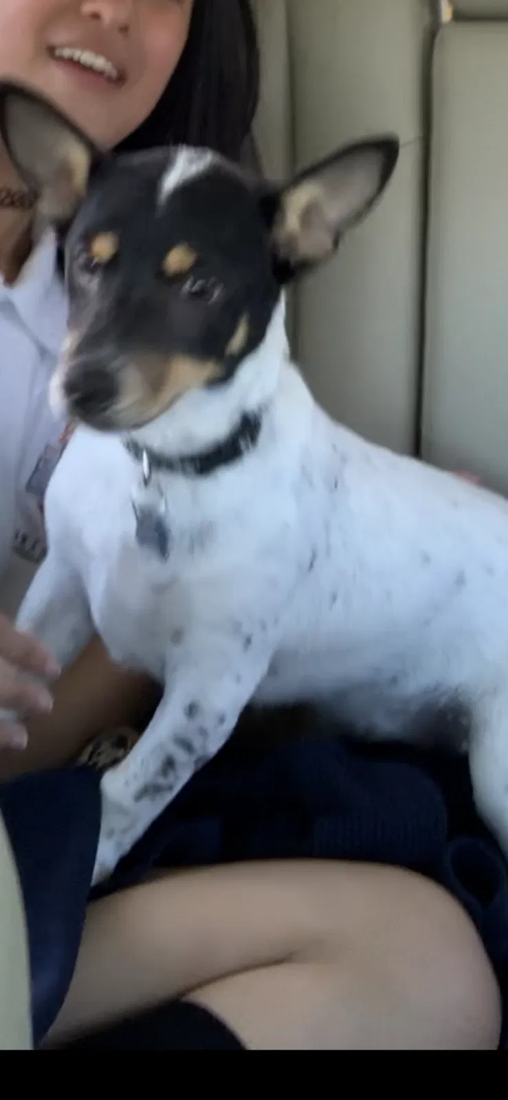 Lost dog in Katy, TX, 77449