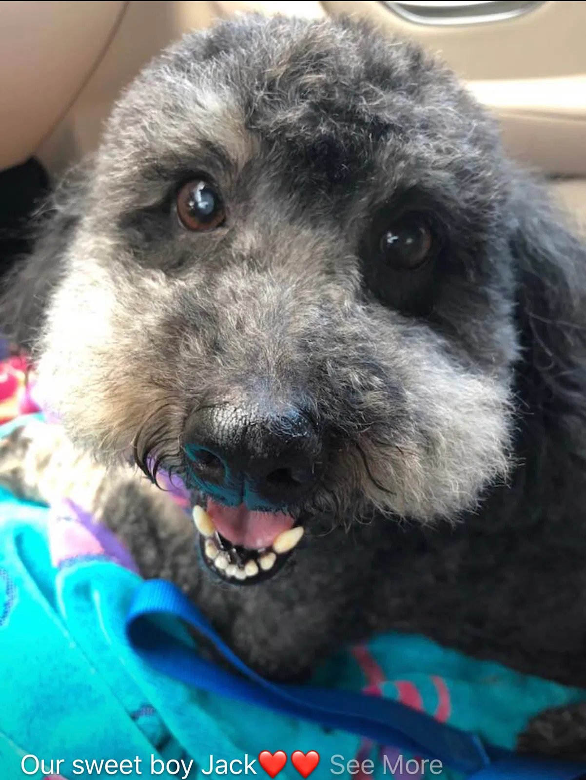 Lost dog in Unknown, FL, 0