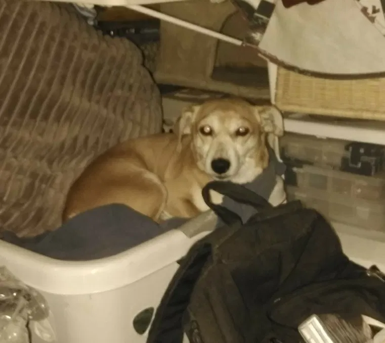 Lost dog in Salt Lake City, UT, 84115