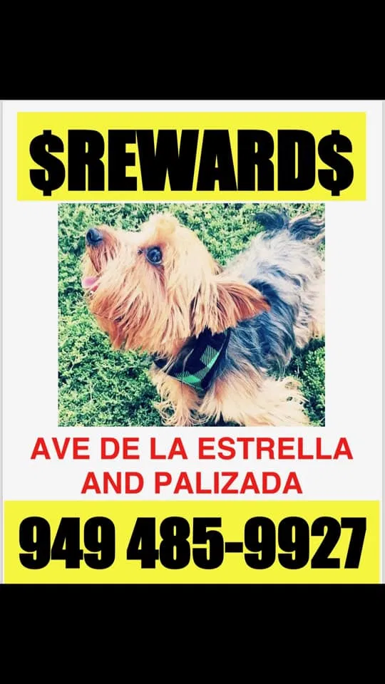 Lost dog in San Clemente, CA, 92672