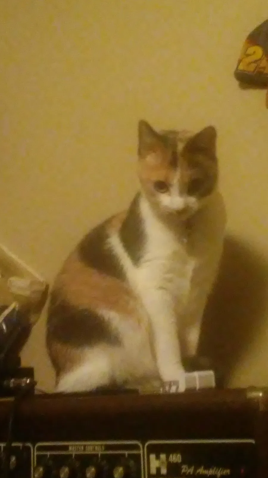 Lost cat in Reagan, TN, 38368