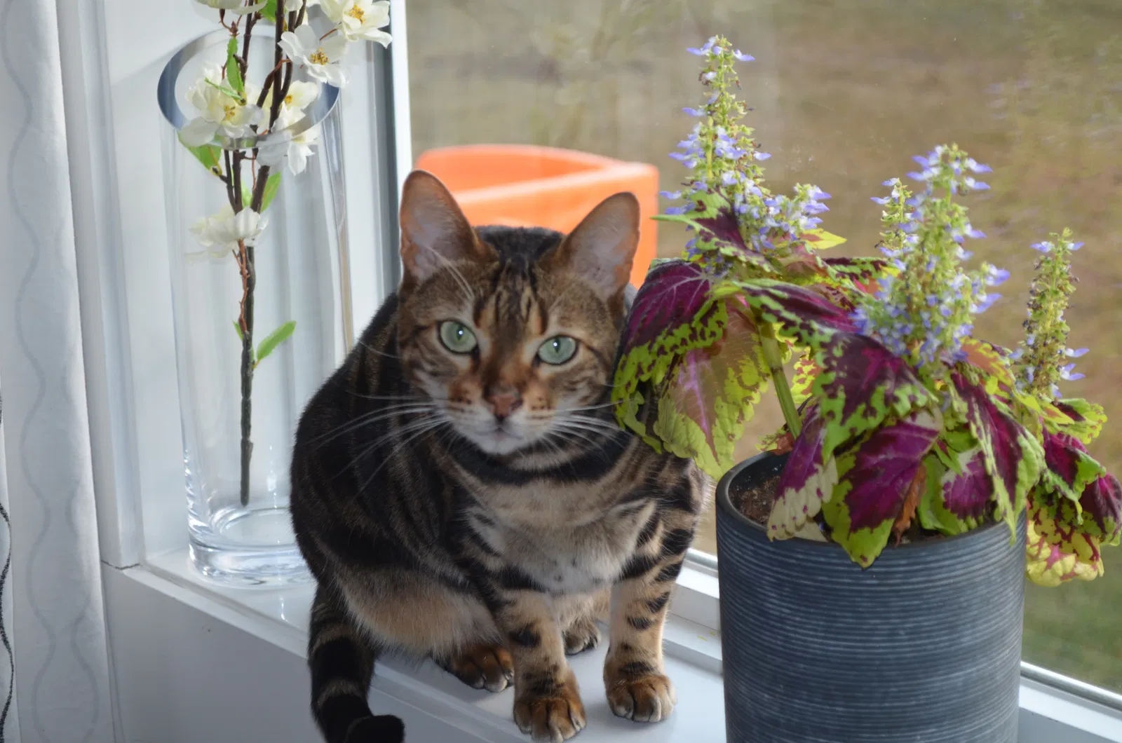 Lost cat in Unknown, CA, 0