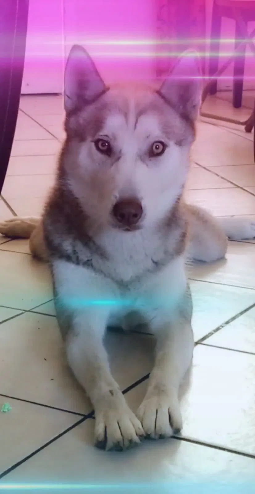 Lost dog in Bloomington, CA, 92316
