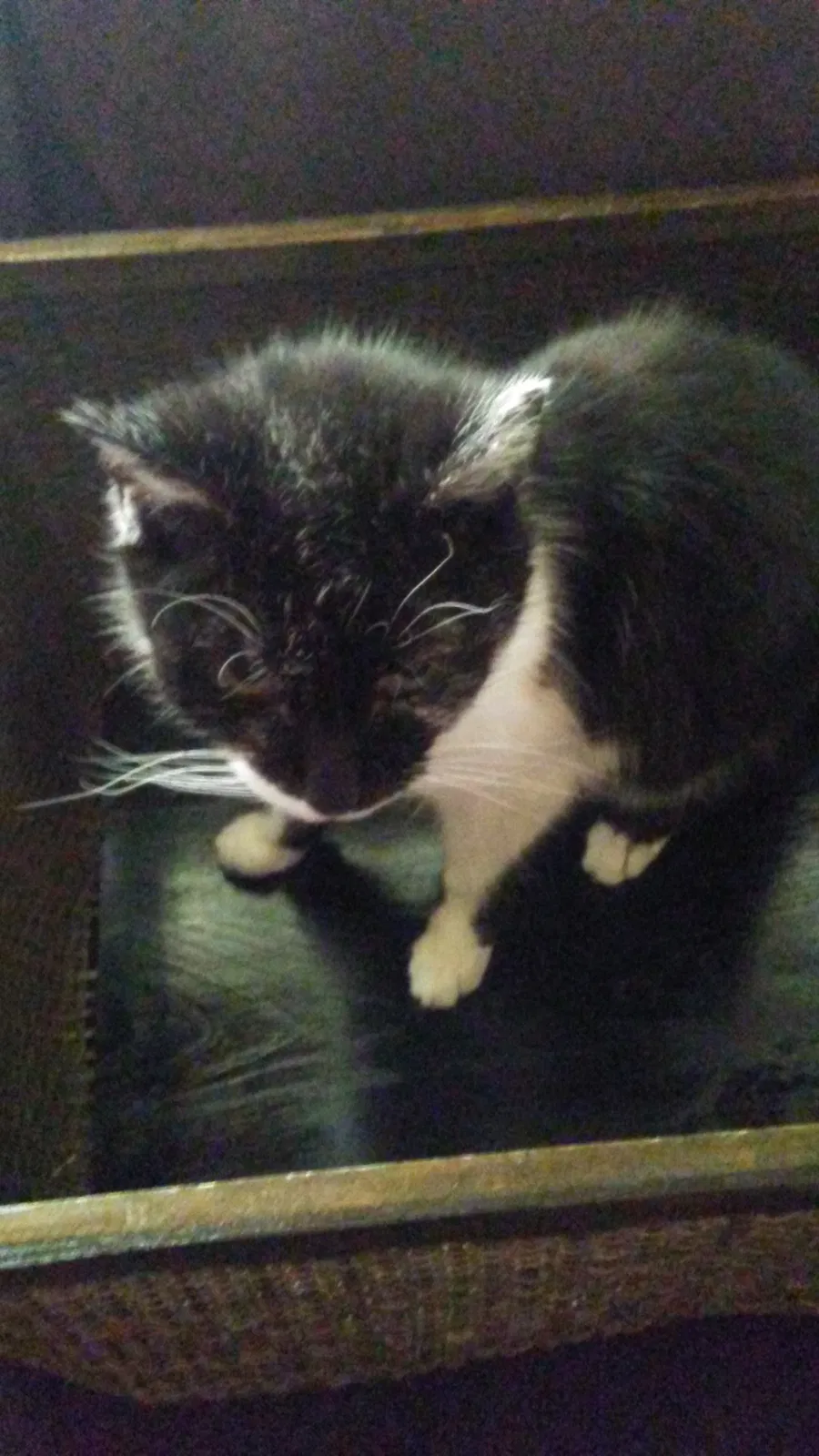Lost cat in Franklin, IN, 46131