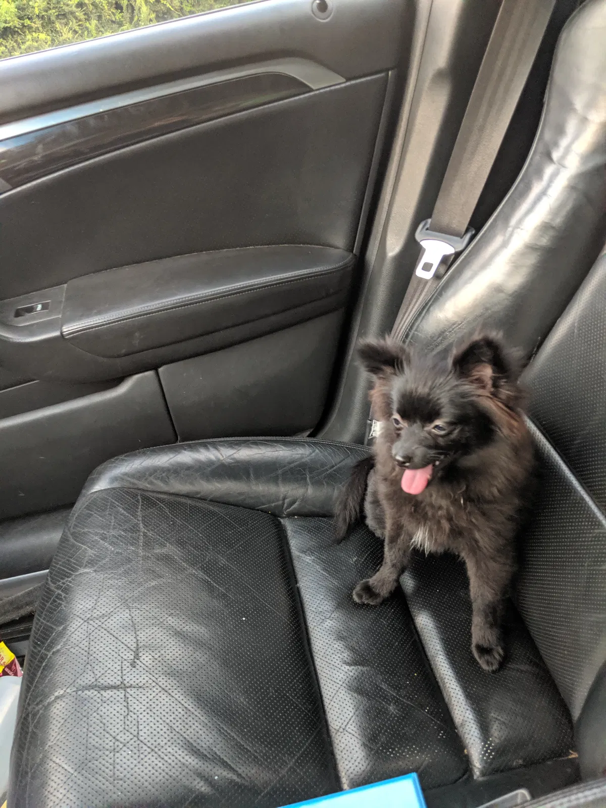 Lost dog in Kennesaw, GA, 30152